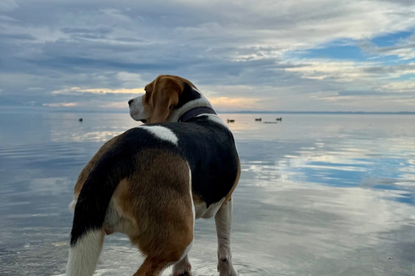 Hund genießt den Aufenthalt am Chiemsee Hund genießt den Aufenthalt am Chiemsee