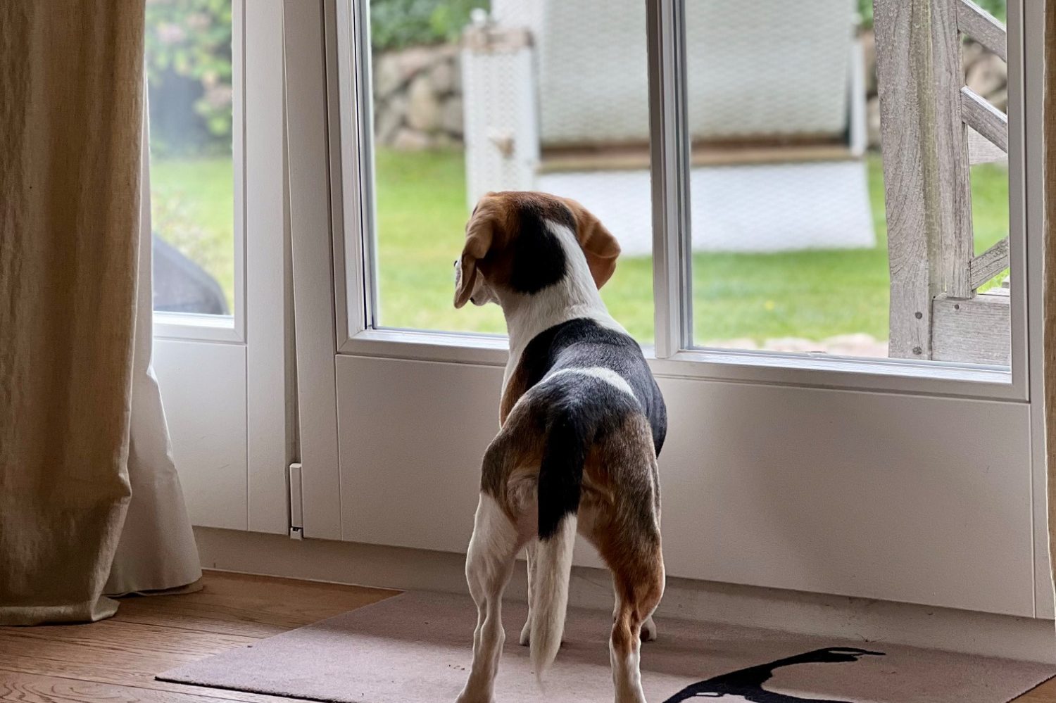 Hund genießt den Aufenthalt in einer hundefreundlichen Ferienunterkunft im Chiemgau Hund genießt den Aufenthalt in einer hundefreundlichen Ferienunterkunft im Chiemgau
