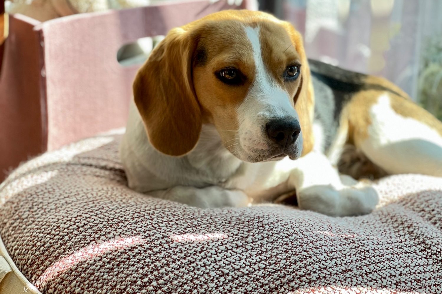 Hund liegt entspannt auf einem gemütlichen Hundebett von Chiemgau mit Pfote Hund liegt entspannt auf einem gemütlichen Hundebett von Chiemgau mit Pfote